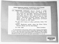Rutstroemia conformata image